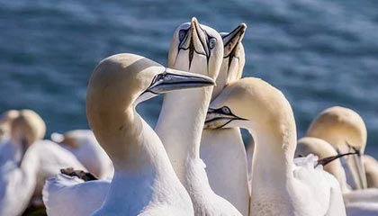 华体会hth平台下载-_防守如铁壁，尼克斯锁死快船_，尼克斯防守效率