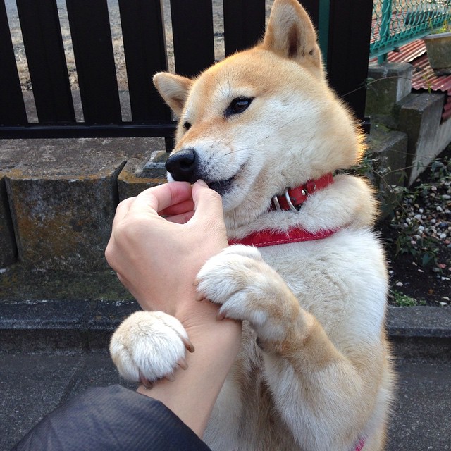 《炉石传说》大师巡回赛与《影之诗》RAGE赛事的卡牌电竞对决,炉石传说大师赛奖金