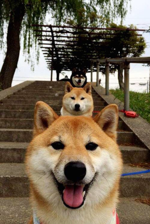 全场最高“抢断王”:斯托亚科维奇在季后赛中多次完成抢断反击!