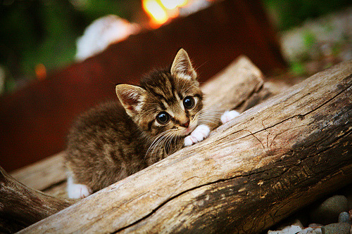 华体会hth平台-库兹马诺维奇在巴黎奥运会手球比赛中展现出高水平的扑救技巧，库兹马持球