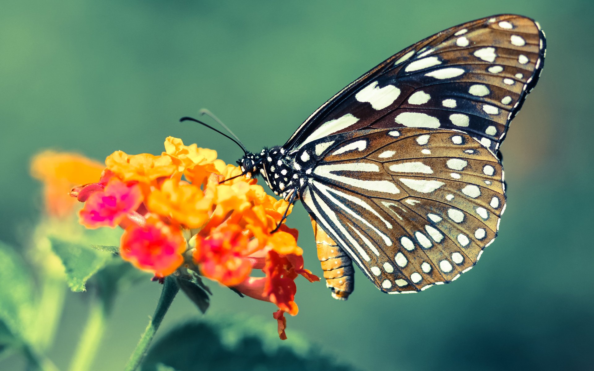 青训基金大力投入:球队未来必备的“人才库”,青训队伍