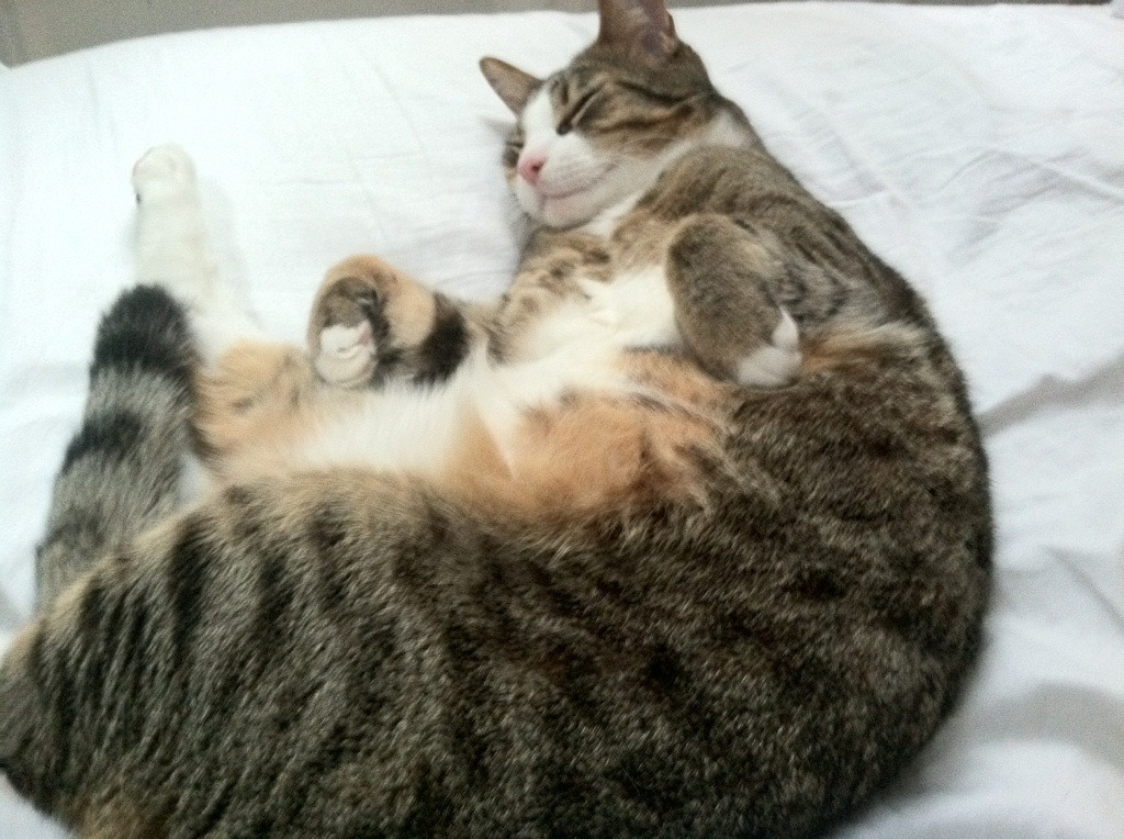 青少年足球赛事逐步实现全高清直播,增强观赛体验,青少年足球综艺节目