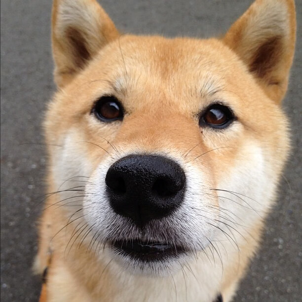 主场作战不畏对手,球队连胜士气如虹,主场不敌