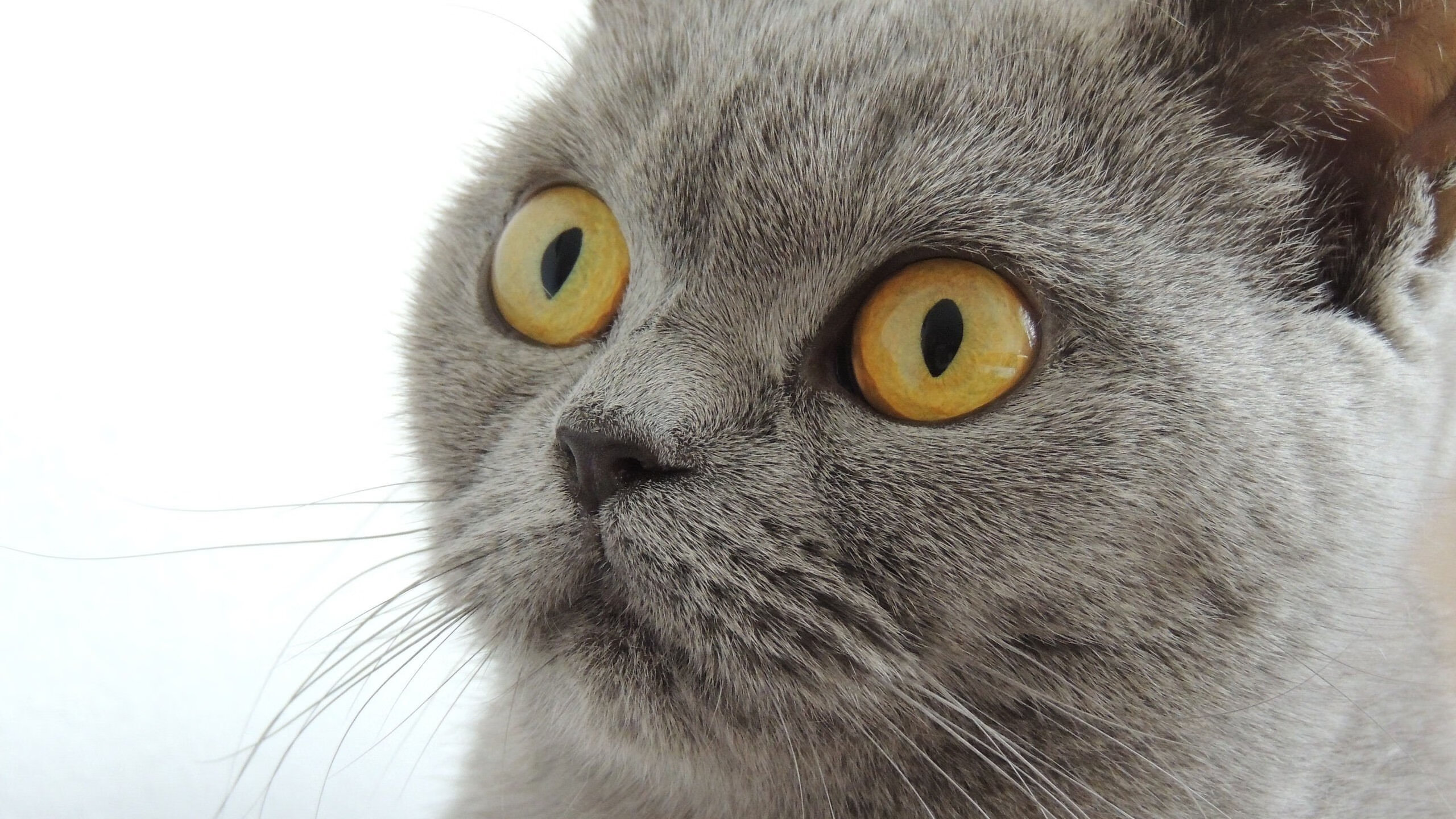 利兹联后防线人员调整仍坚决防守,利兹联不防守