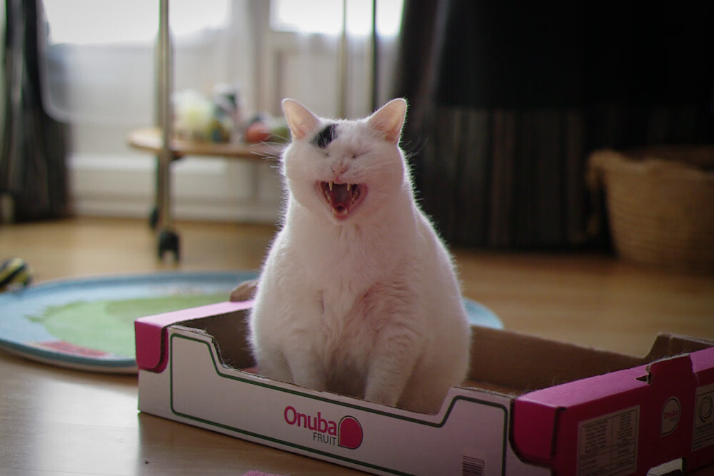 富勒姆胜平负平衡不断,球队士气高昂,富勒姆球队介绍