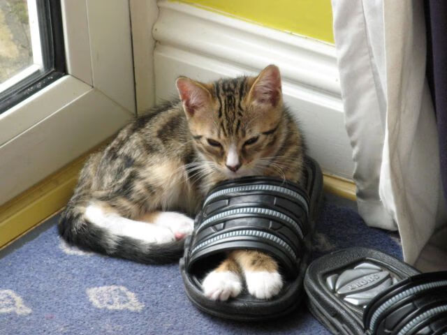 华体会hthapp登入-纽卡斯尔联主场2-1战胜切尔西，状态回暖，纽卡斯尔联vs切尔西比分预测