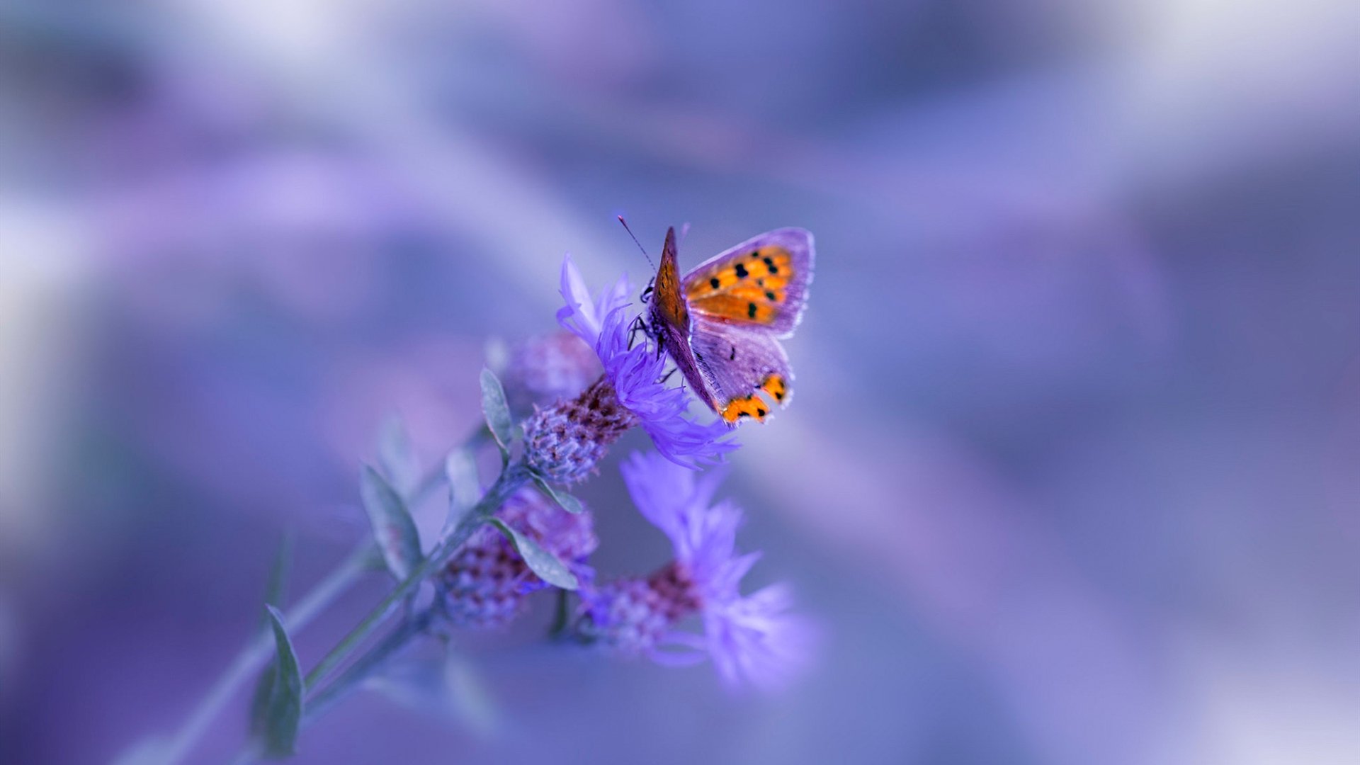 青少年足球比赛是否应增加技术统计支持,青少年足球比赛规则