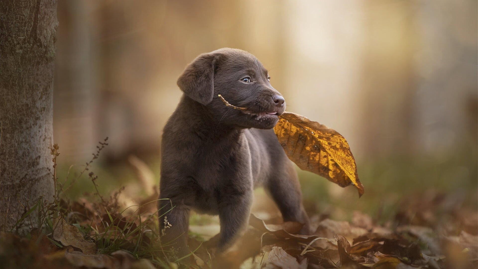 青岛男篮进攻效率提升显著,青岛男篮最新名单