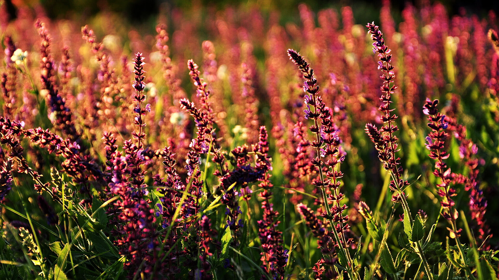 马洛卡客场险胜,保级形势稍有缓解,马洛卡足球俱乐部