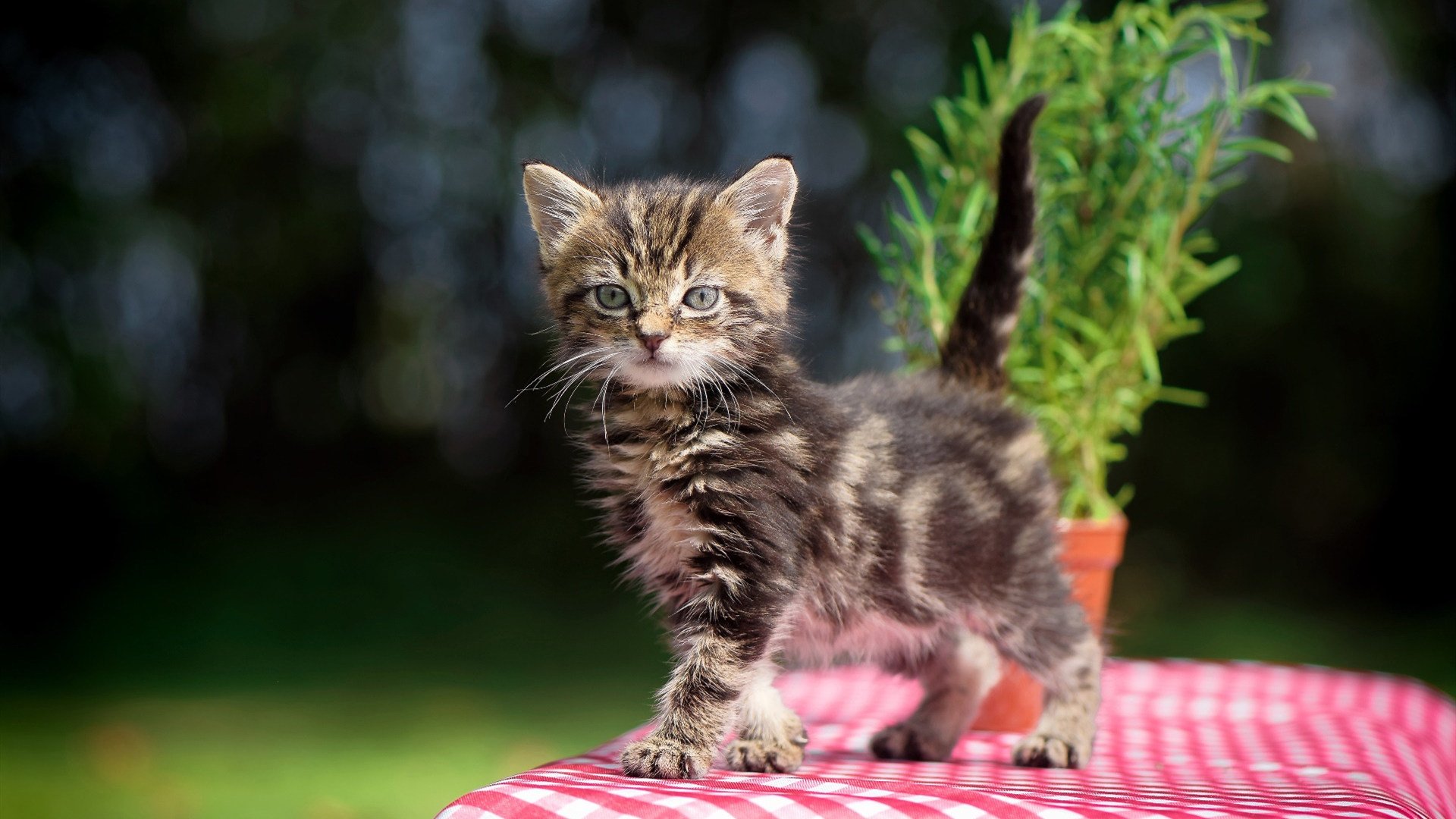 华体会登陆-马洛卡逆袭战平皇家社会，意外收获分，马洛卡主帅