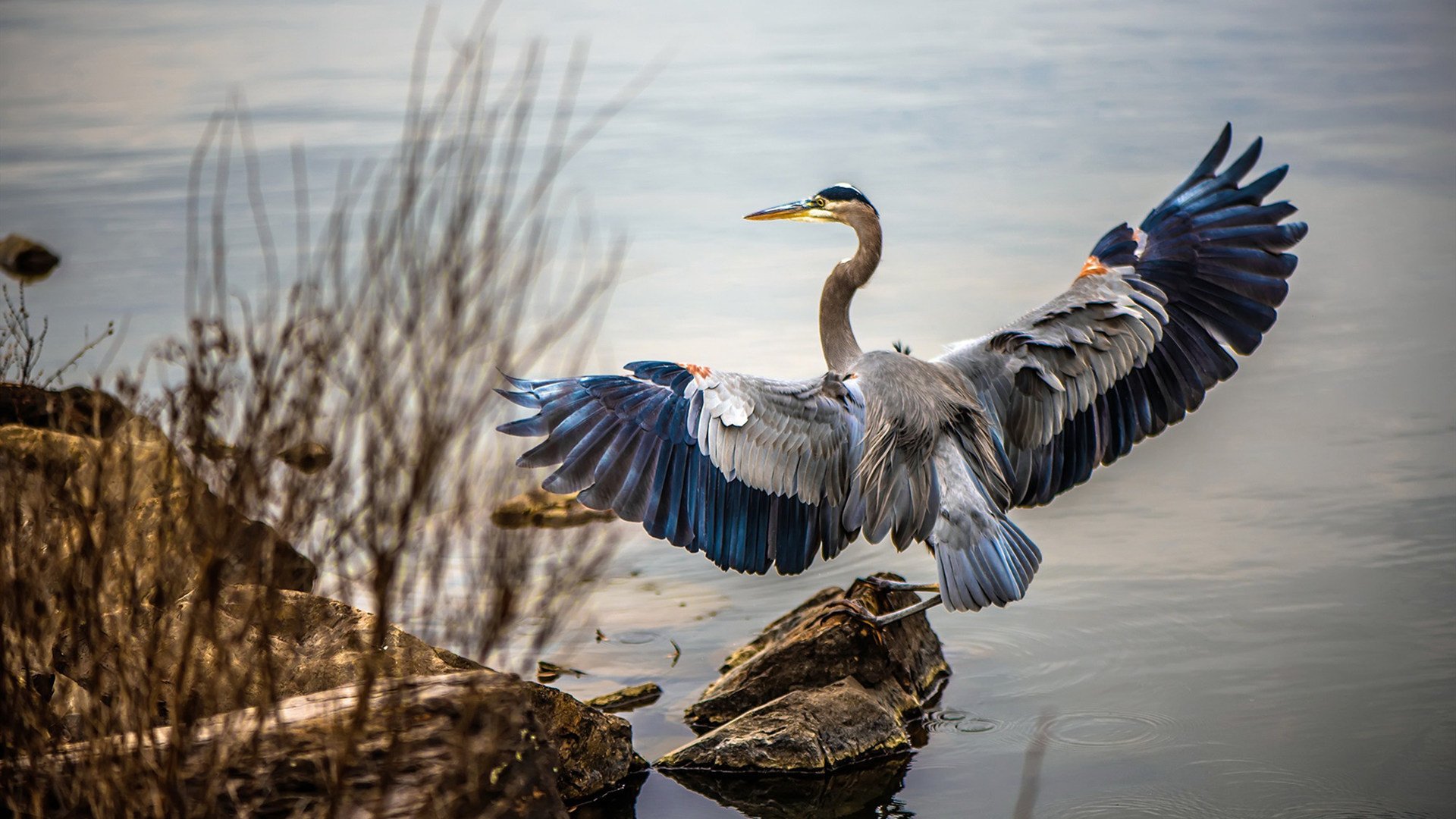 中国篮球联赛球队战术创新及应用研究,篮球联赛战术中文版