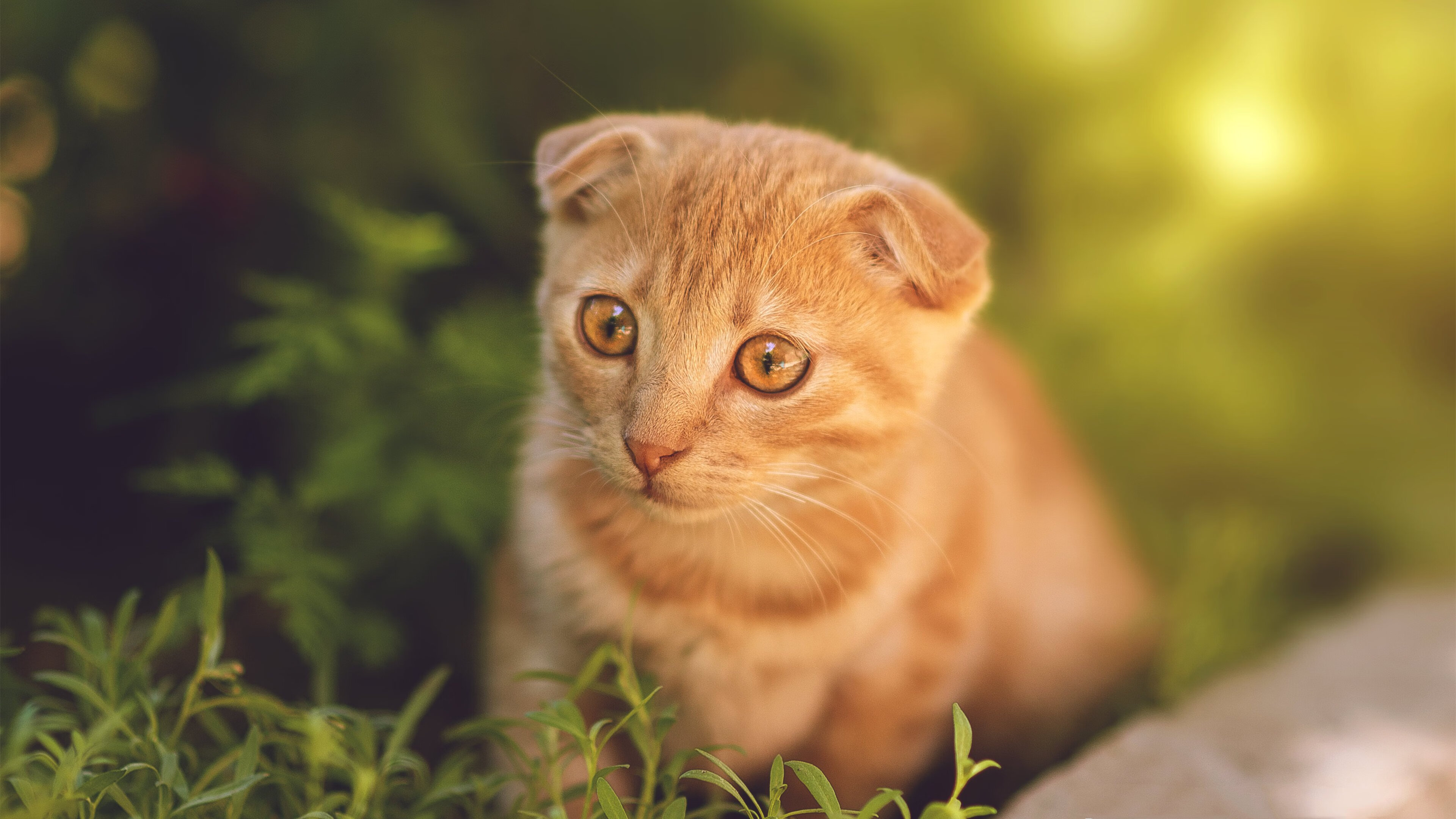 中国篮球运动员职业伦理教育研究,篮球运动员的职业道德