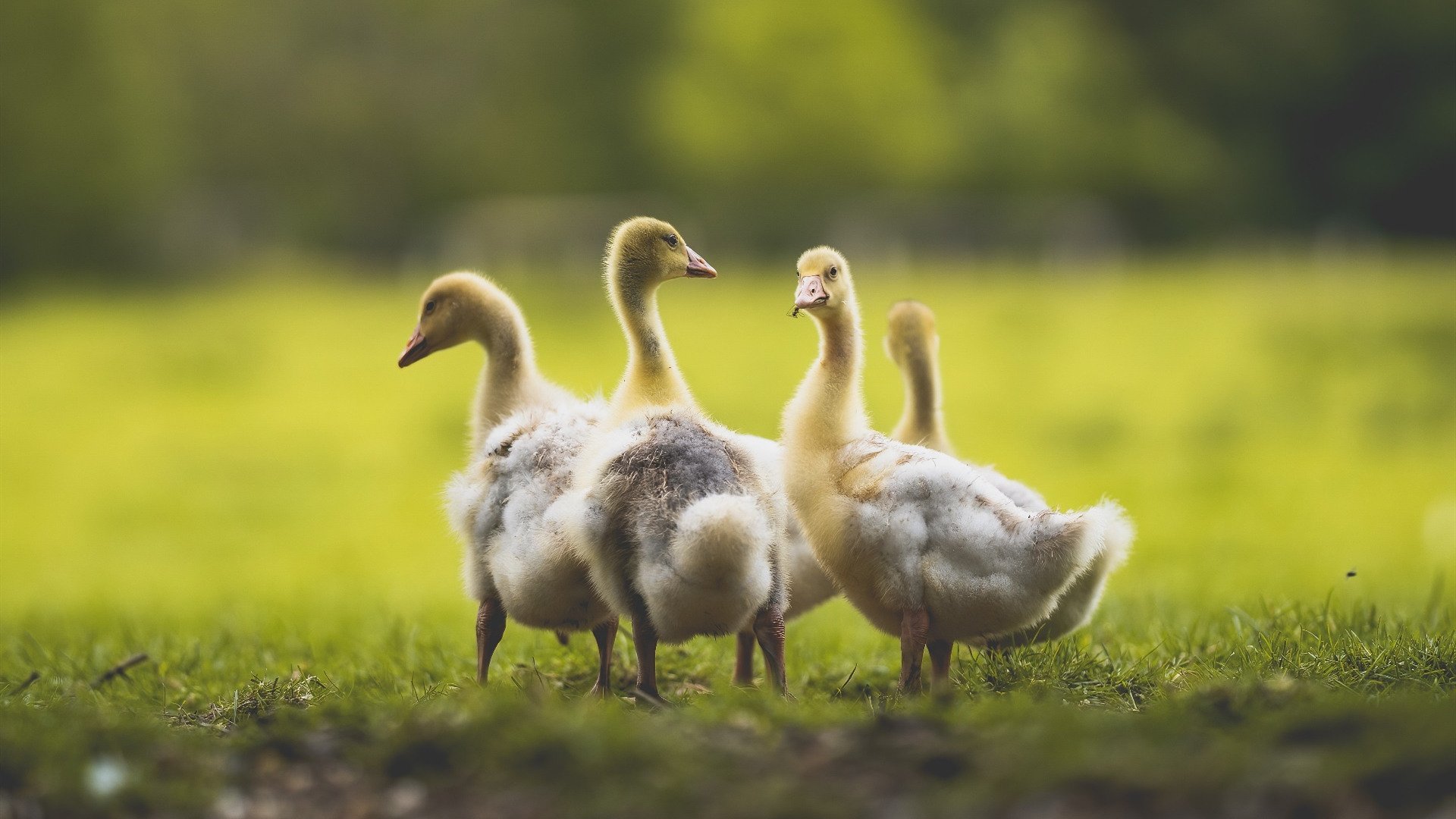 华体会登陆-体育新闻中心联合平台推动体育直播弹幕互动规范化，体育直播信息