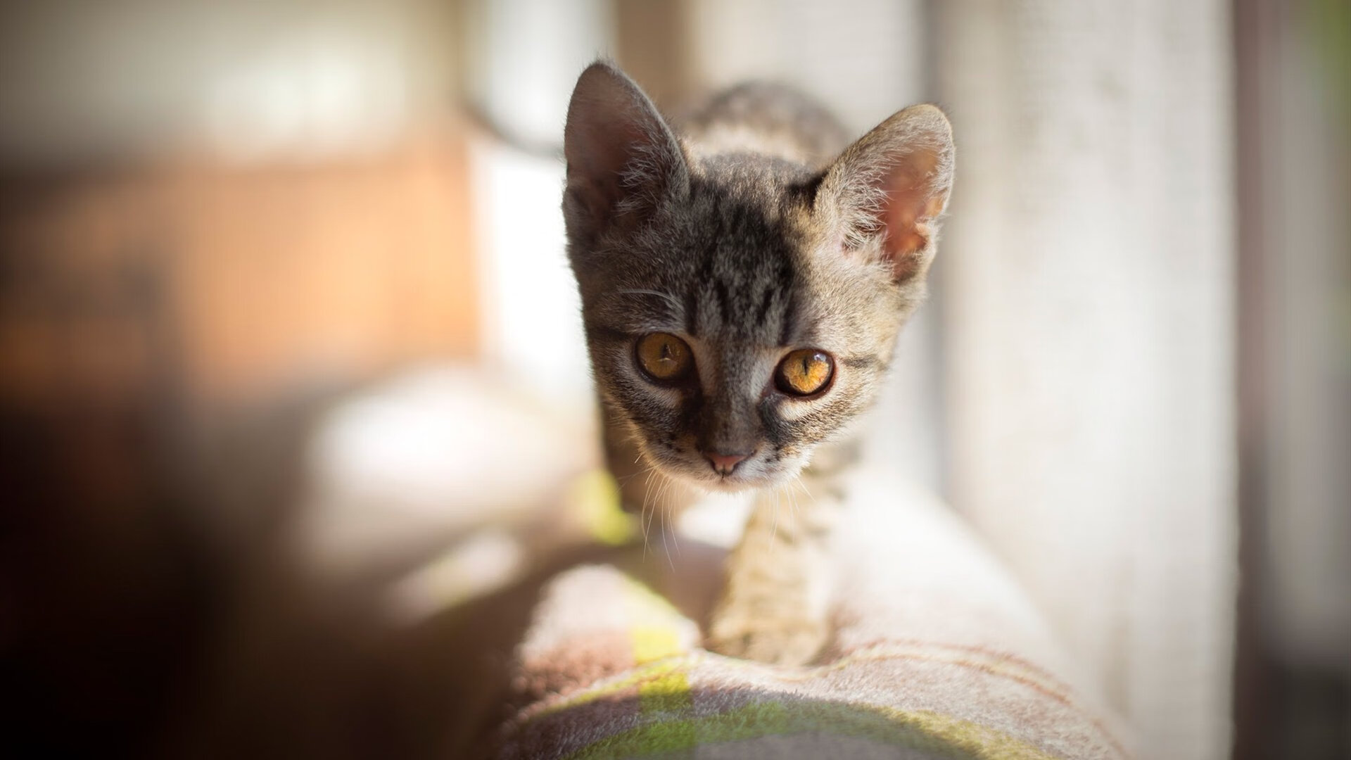 华体会手机网站-技术雷达图显示划水效率进步明显