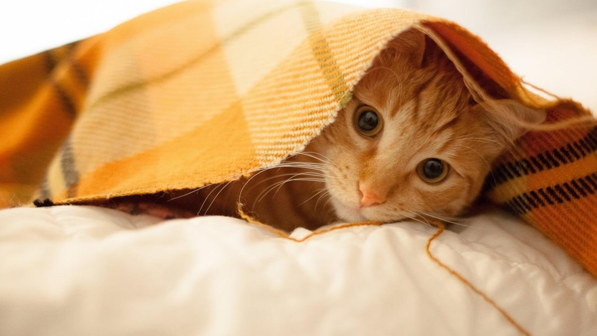 女子足球联赛全新赛季开启，女子足球2021