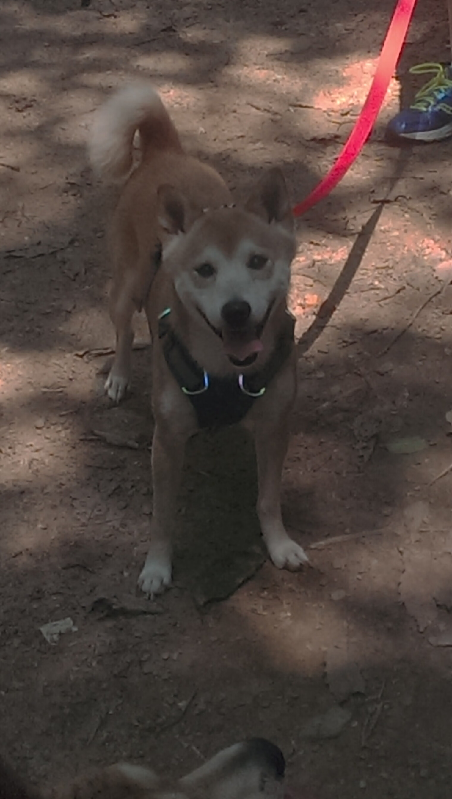 华体会在线下载-快攻转换效率高，多次形成得分机会，快攻有什么用