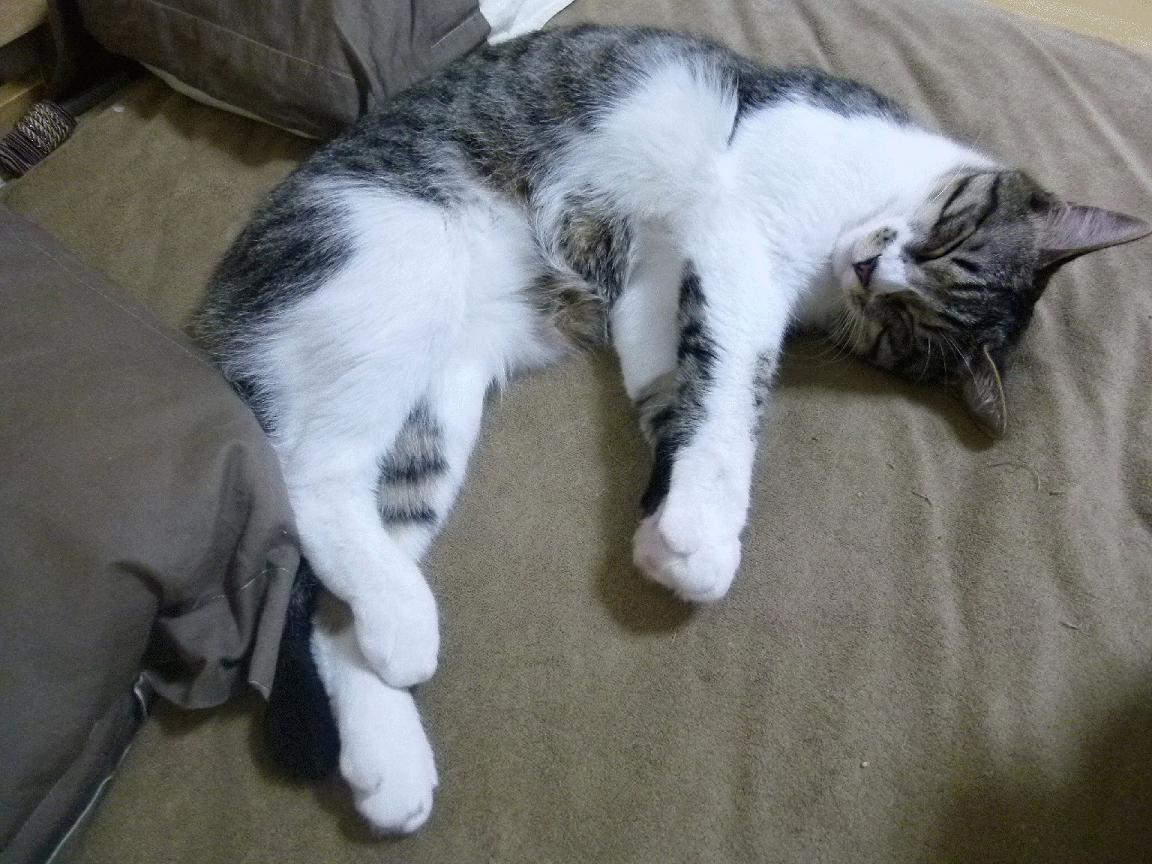 格鲁吉亚女篮在欧洲锦标赛中扬威，期待突破金牌突破口，格鲁吉亚赛程