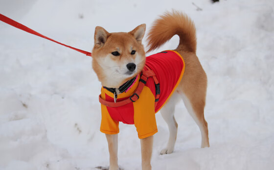 华体会hth官方网站下载-贝尔哈德·福特：全黑队中少数几位全能型球员之一，贝尔福特vs丹亨德森