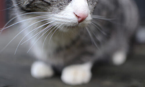 跳水初赛吉尔吉斯斯坦状态逐步提升,吉尔吉斯斯坦 举重