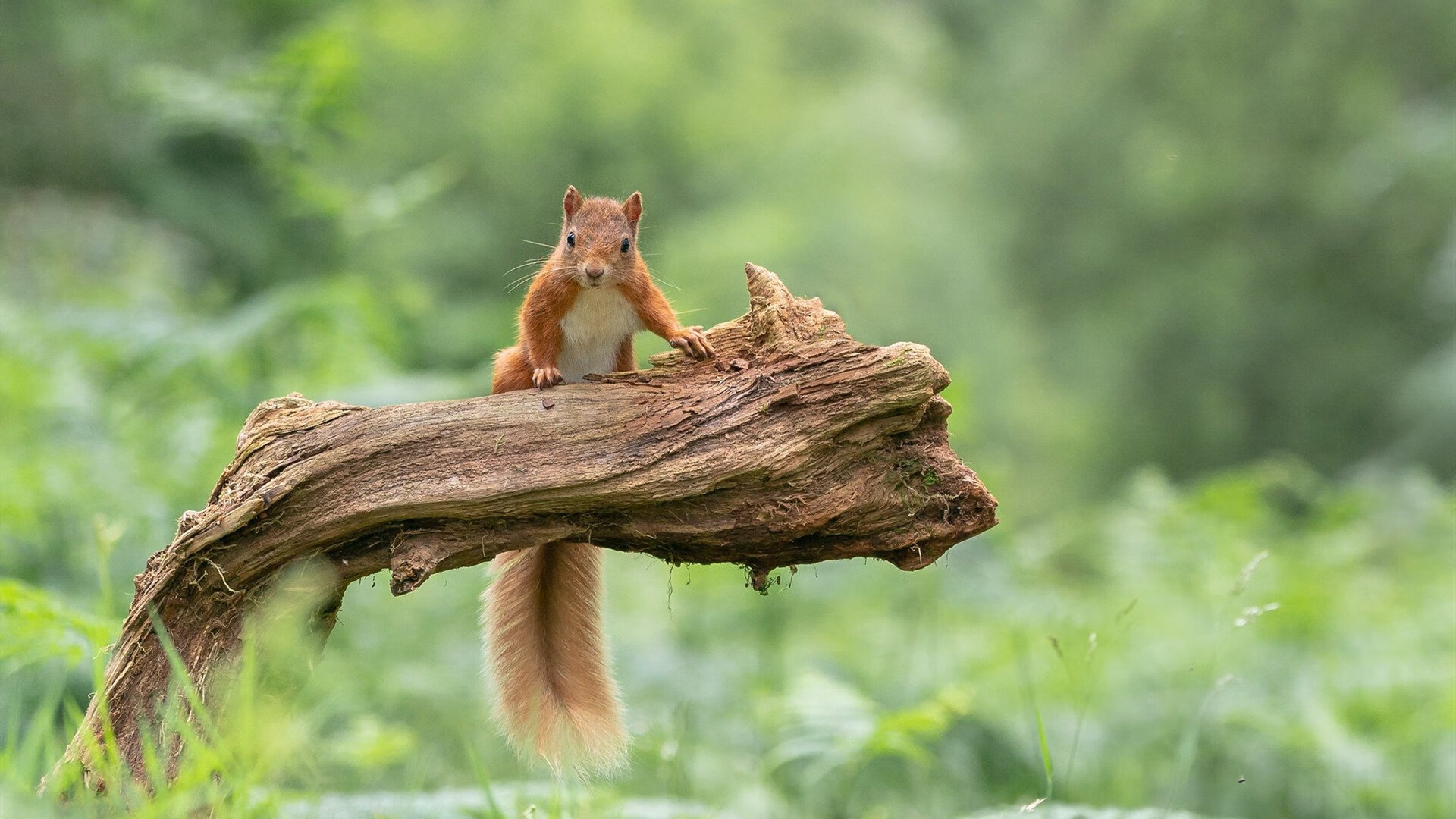 黎巴嫩男篮在西亚锦标赛中拼搏不止,冲击奥运入场券,黎巴嫩篮球队什么水平